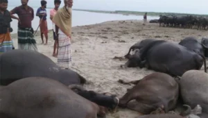 দৌলতপুরে বজ্রপাতে ১১ মহিষের মৃত্যু