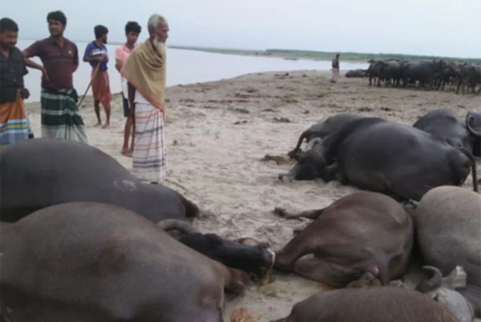 দৌলতপুরে বজ্রপাতে ১১ মহিষের মৃত্যু